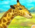 Giraffe Zoo